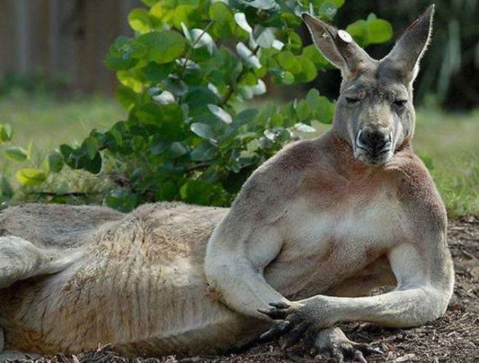 Animals That Know How To Pose (14 pics)