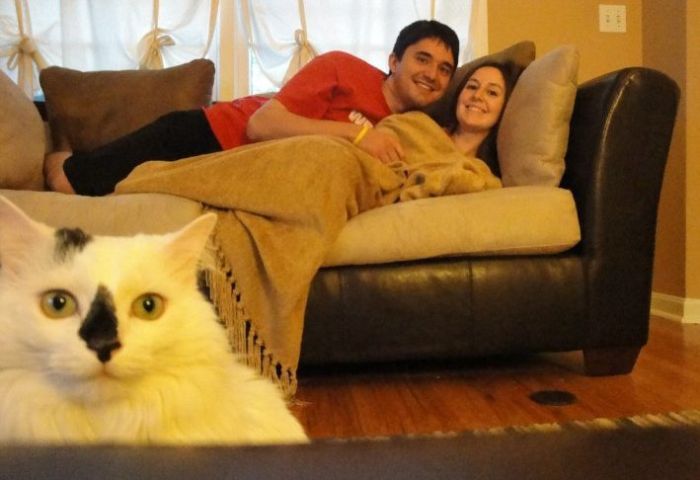 Cats That Ruined the Photos of Their Owners (19 pics)