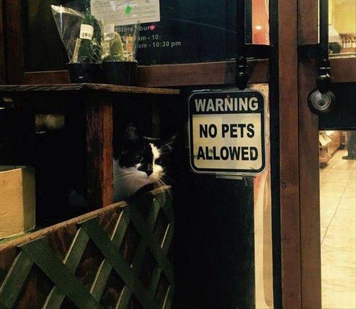 Acid Picdump (96 pics)