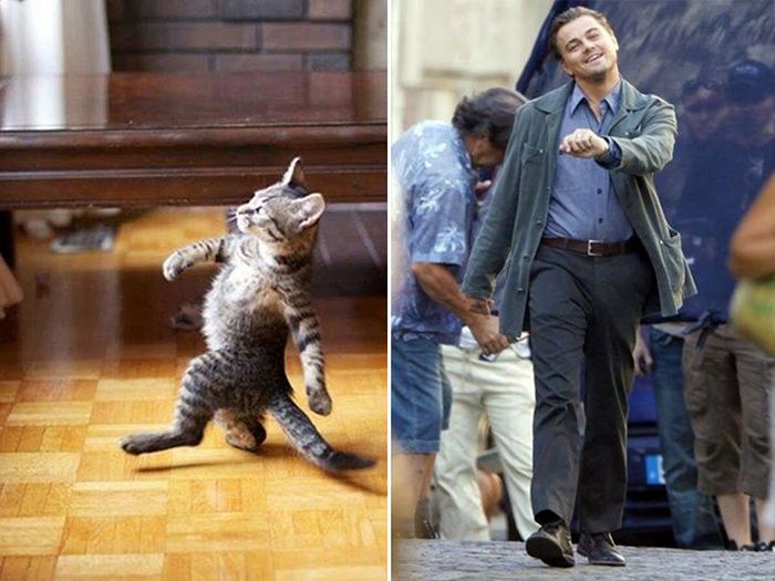 Cats That Look Like Celebrities (17 pics)