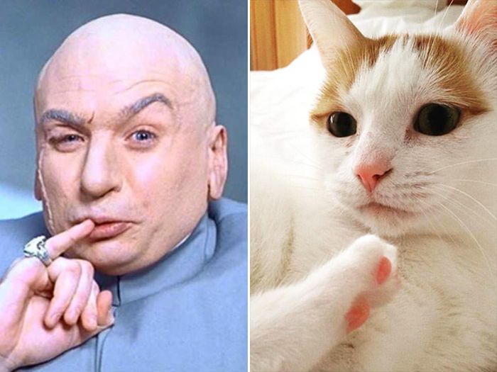 Cats That Look Like Celebrities (17 pics)