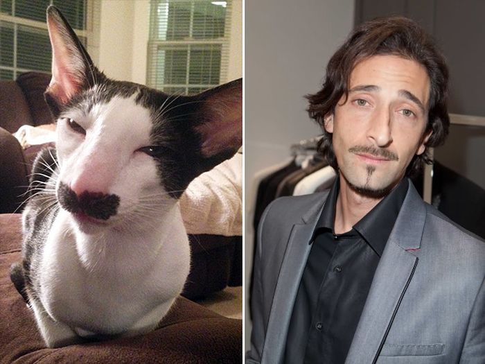 Cats That Look Like Celebrities (17 pics)