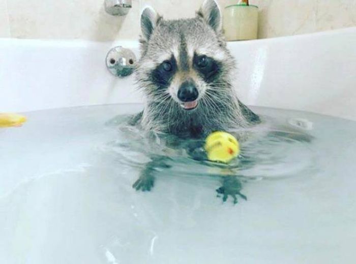 Cute Raccoons (30 pics)
