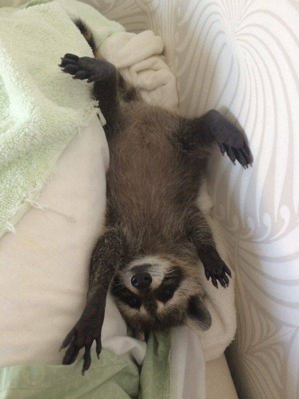 Cute Raccoons (30 pics)