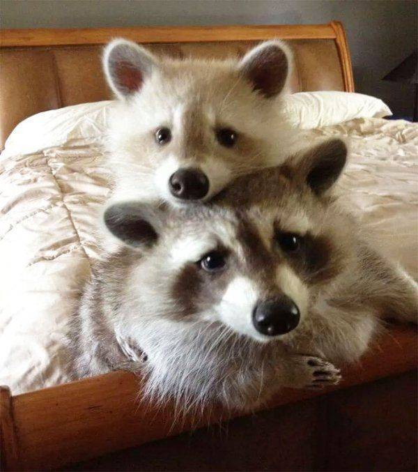 Cute Raccoons (30 pics)