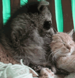 Cute Raccoons (30 pics)