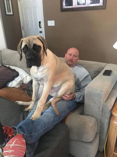 Dogs Are Awesome (15 pics)