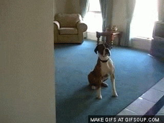 Dogs Are Awesome (15 pics)