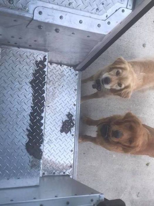 UPS Drivers Meet Lots Of Adorable Dogs And Internet Absolutely Loves The Photos (30 pics)
