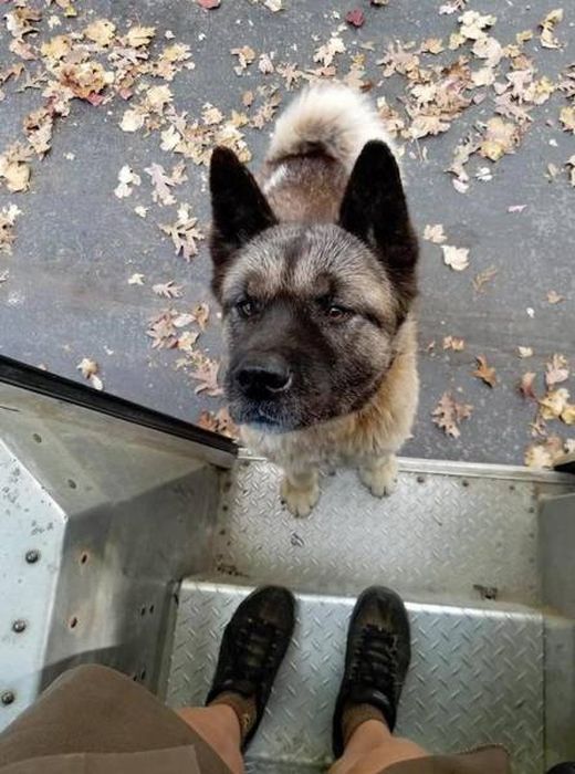 UPS Drivers Meet Lots Of Adorable Dogs And Internet Absolutely Loves The Photos (30 pics)