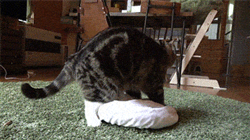 You Didn’t Expect It (30 gifs)