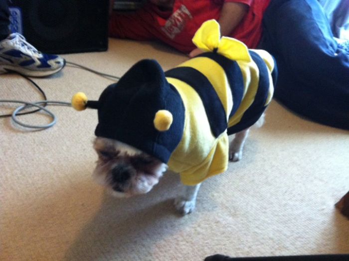 Animals Dressed as Other Animals (14 pics)