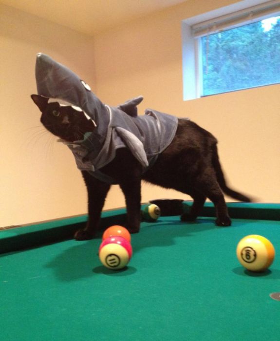 Animals Dressed as Other Animals (14 pics)
