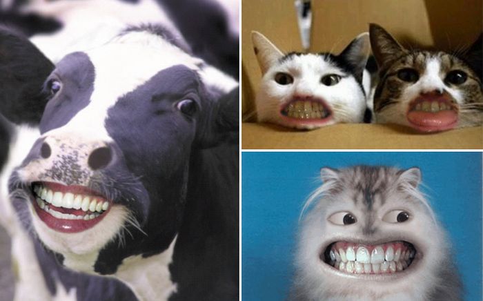 Animals With Human Mouths (20 pics)