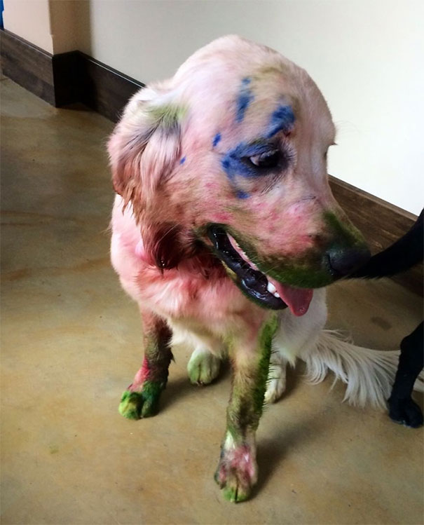 Bad Pets 31 Pics 