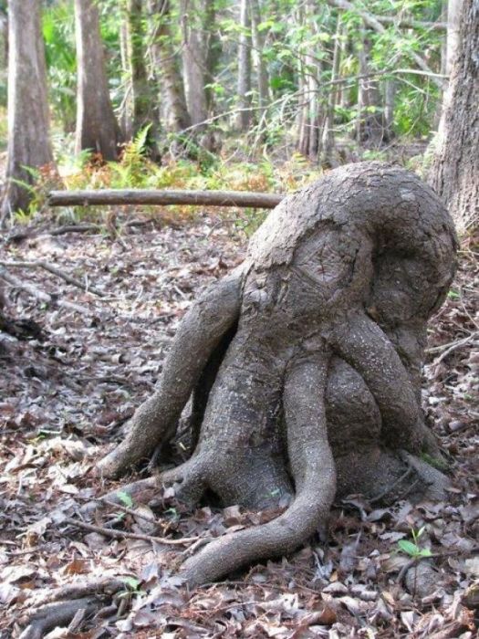 TheseTrees Will Make You Look Twice (26 pics)