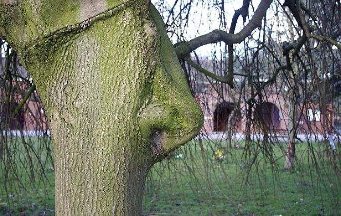 TheseTrees Will Make You Look Twice (26 pics)