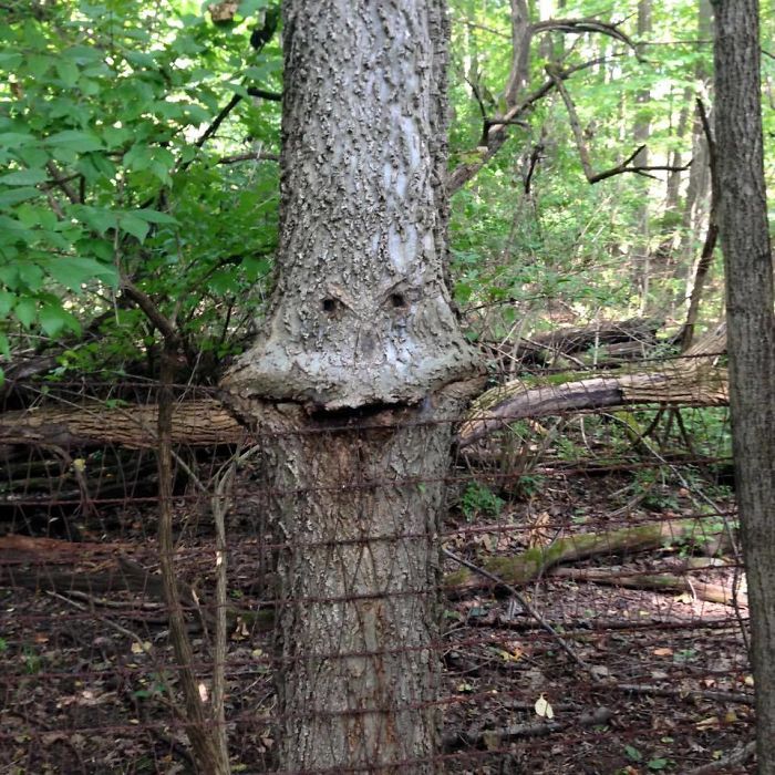 TheseTrees Will Make You Look Twice (26 pics)