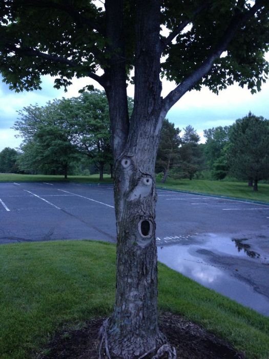 TheseTrees Will Make You Look Twice (26 pics)