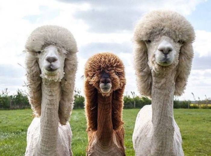 Acid Picdump (91 pics)