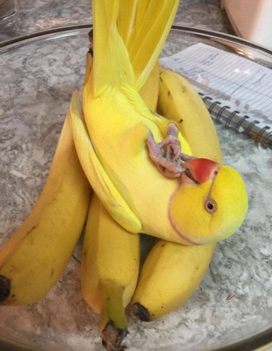 Acid Picdump (91 pics)