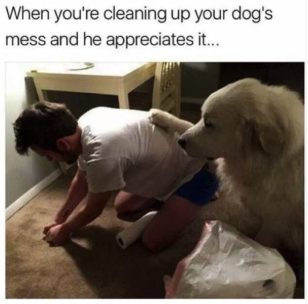 Dog Memes (32 pics)