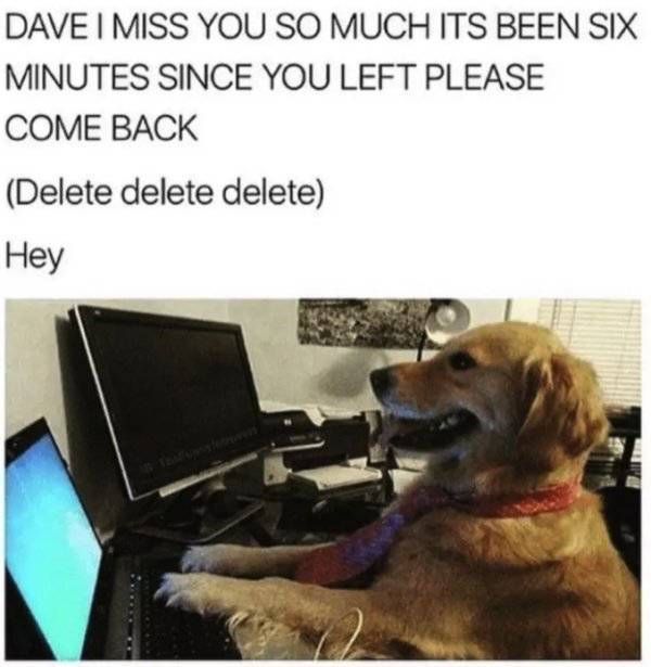 Dog Memes (32 pics)
