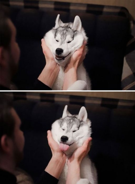 Squishy Dog Cheeks (19 pics)