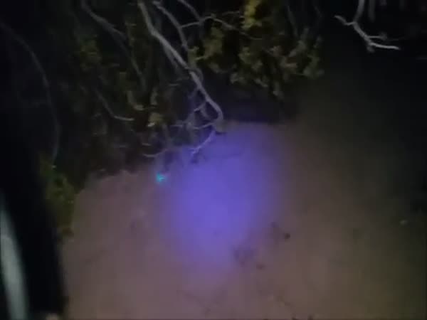 Scorpions Under UV Light