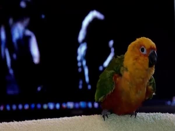 Parrot Dancing With Music