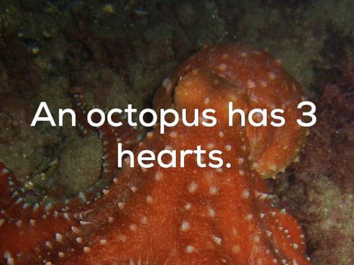 Creepy Facts (22 pics)