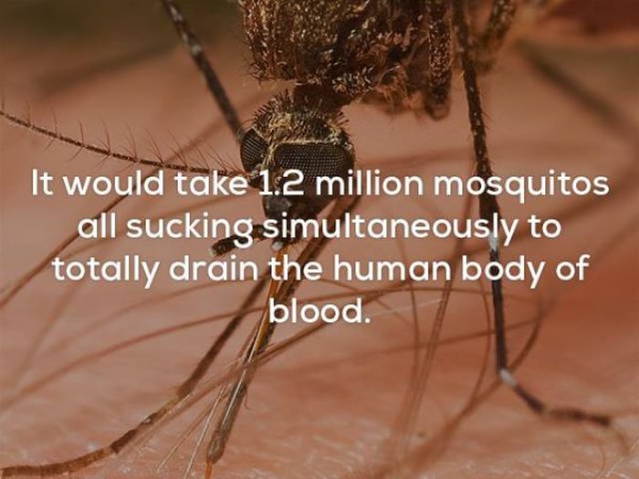 Creepy Facts (22 pics)