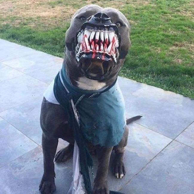 I Would Say No (28 pics)
