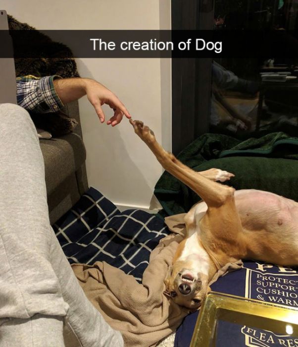 Funny Animal Snapchats (17 pics)