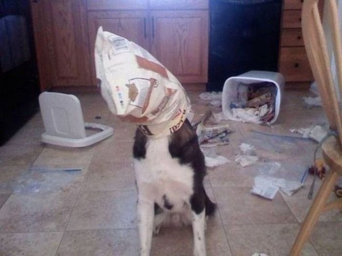 Busted Animals (25 pics)