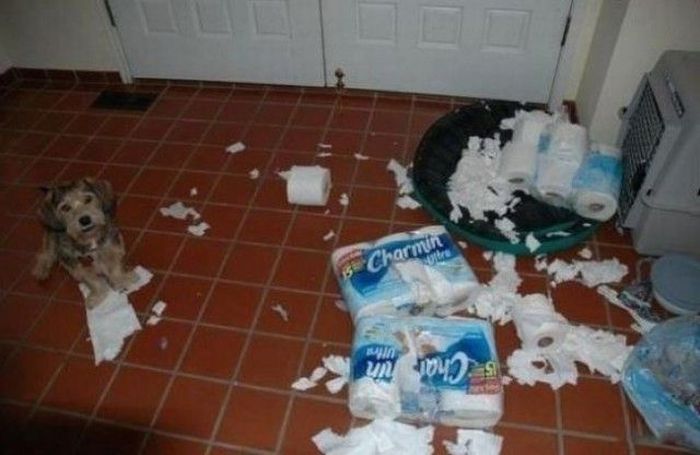 Busted Animals (25 pics)