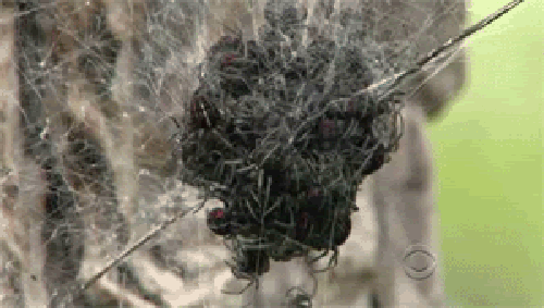 Spiders (15 gifs)