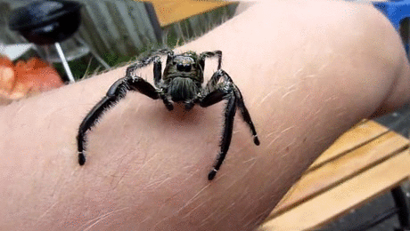 Spiders (15 gifs)