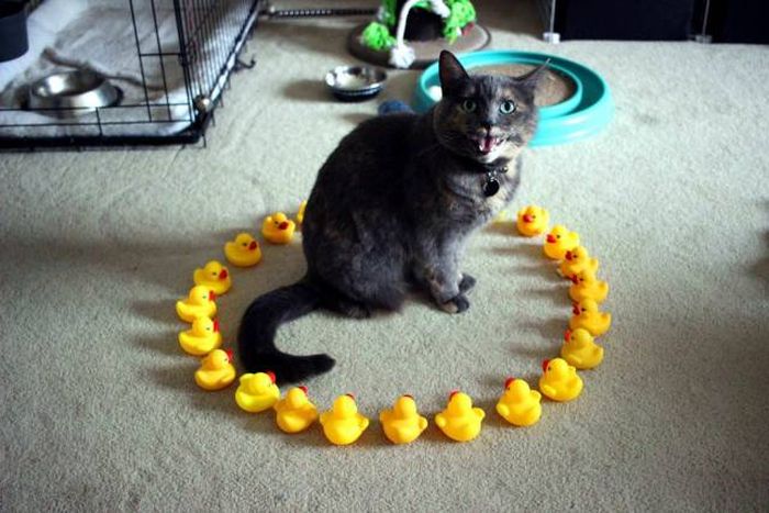 Acid Picdump (107 pics)