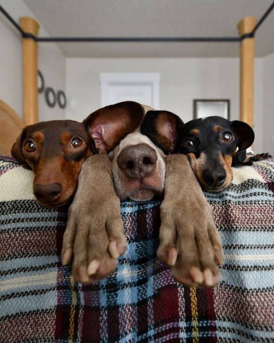 Acid Picdump (107 pics)