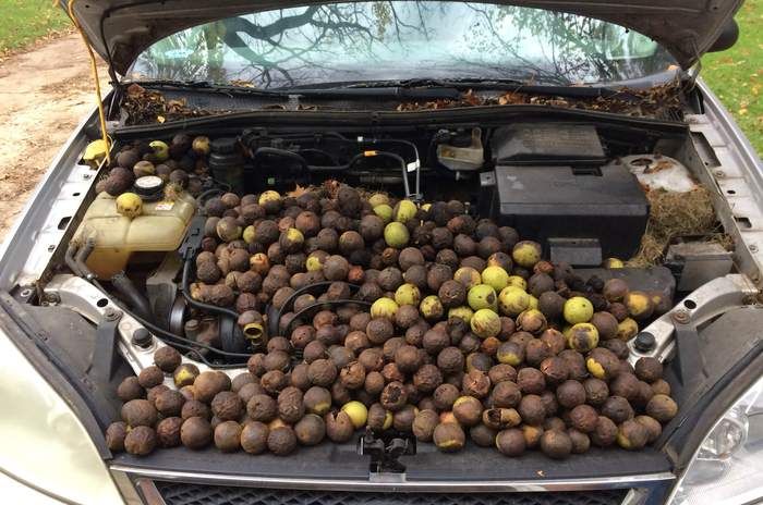 Acid Picdump (107 pics)