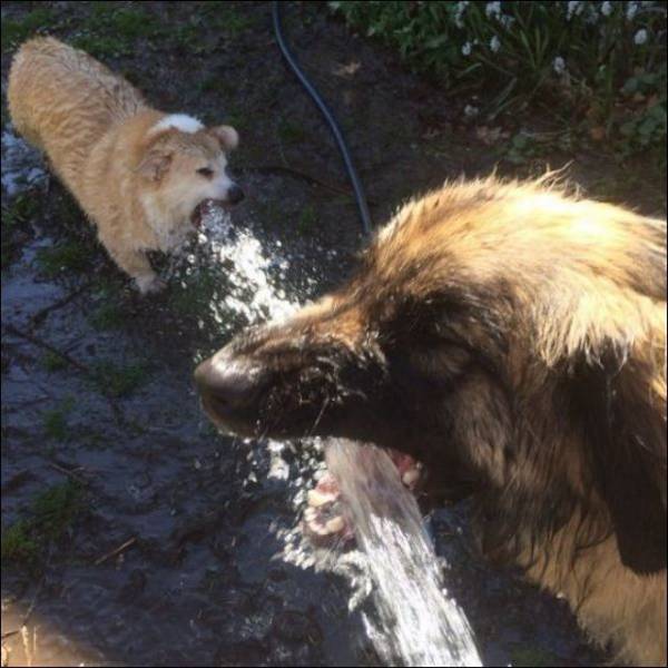 Acid Picdump (107 pics)