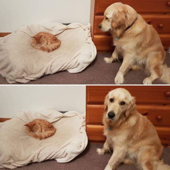 Cats And Dogs (19 pics)