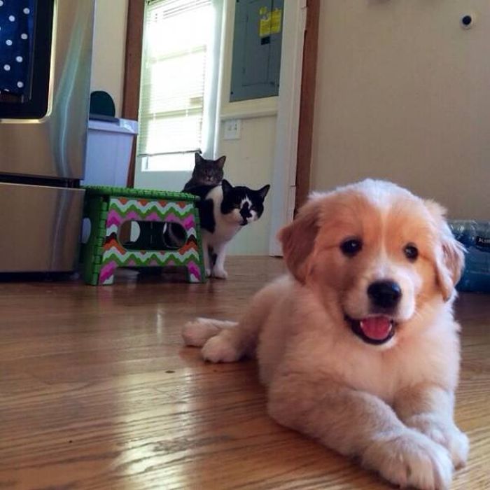 Cats And Dogs (19 pics)