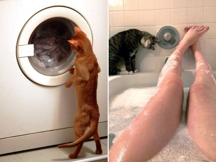 If Cats Were Scientists Nothing Would Happen (16 pics)