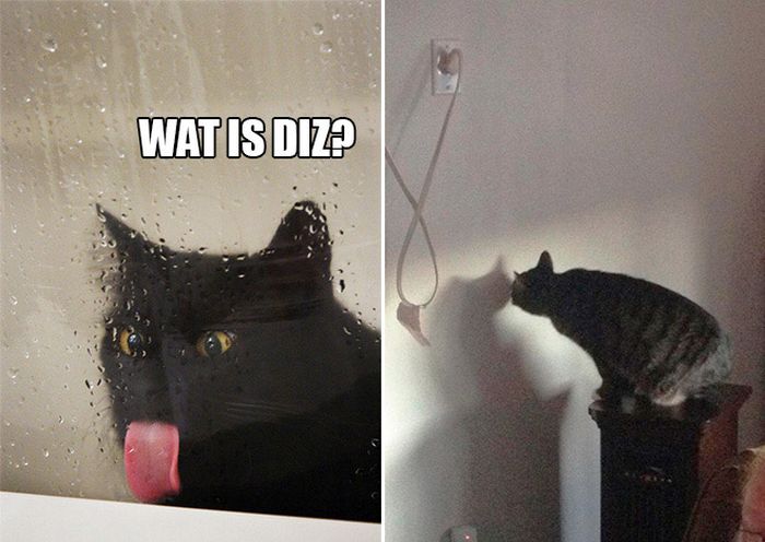 If Cats Were Scientists Nothing Would Happen (16 pics)