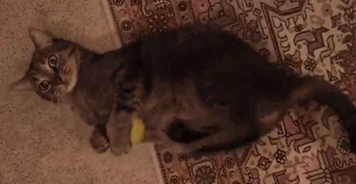 Funny Cats (22 gifs)