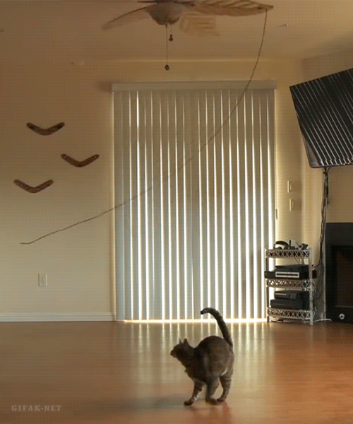 Funny Cats (22 gifs)