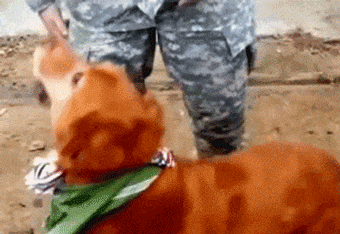 Dogs Greeting Soldiers Back From Deployment (14 gifs)