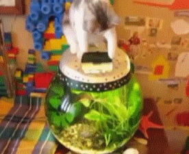 Acid Gifdump, November 02, 2017 (25 gifs)